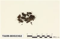 藏品(叢苔科)的圖片